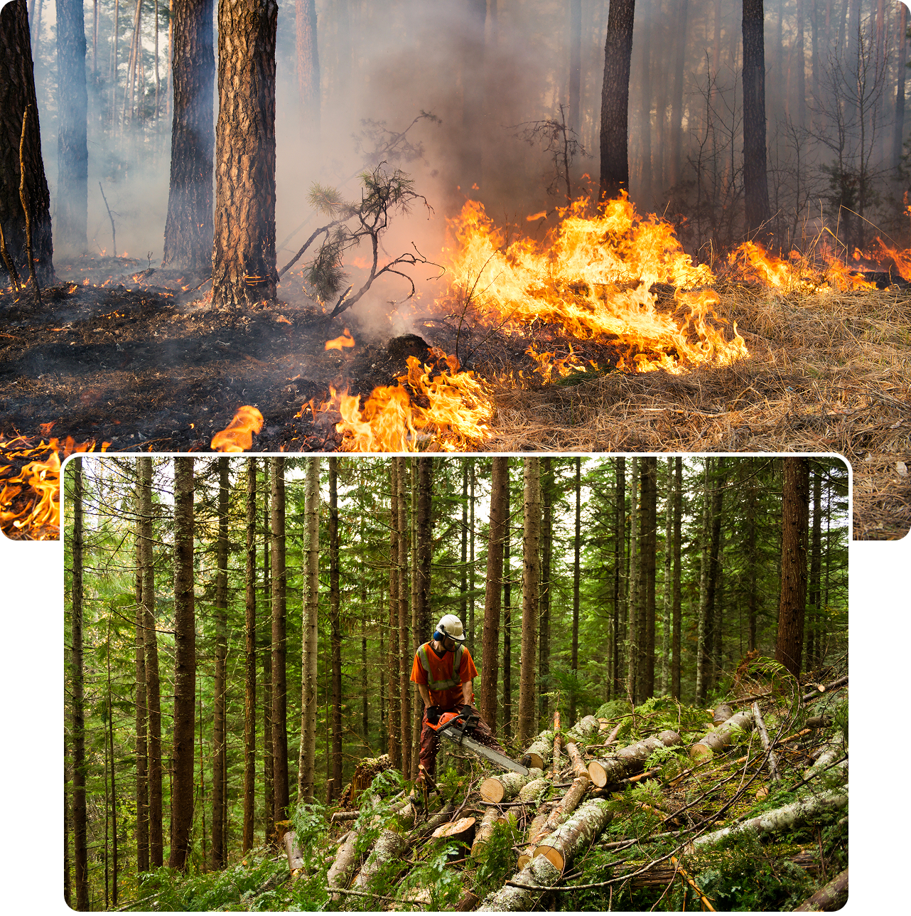 Top image shows a forest fire with flames and smoke. Bottom image shows a person wearing protective gear using a chainsaw to cut fallen trees in a dense forest.