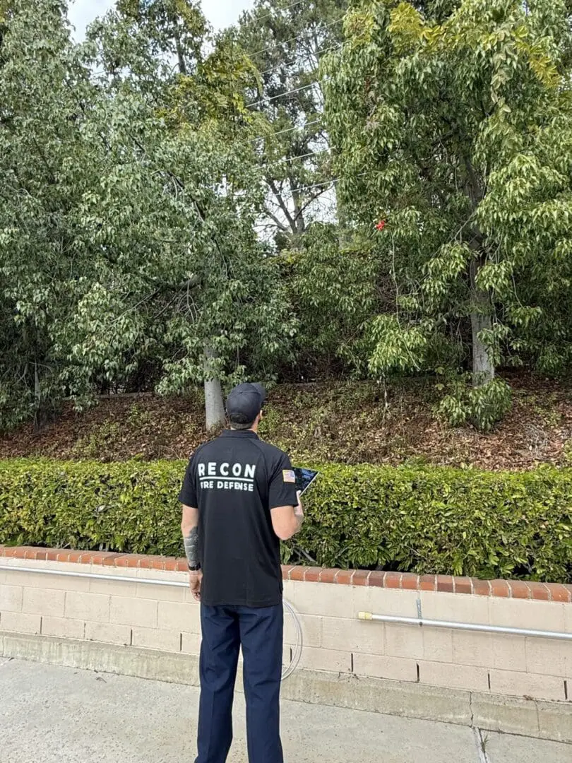 Person observing trees near a brick wall.